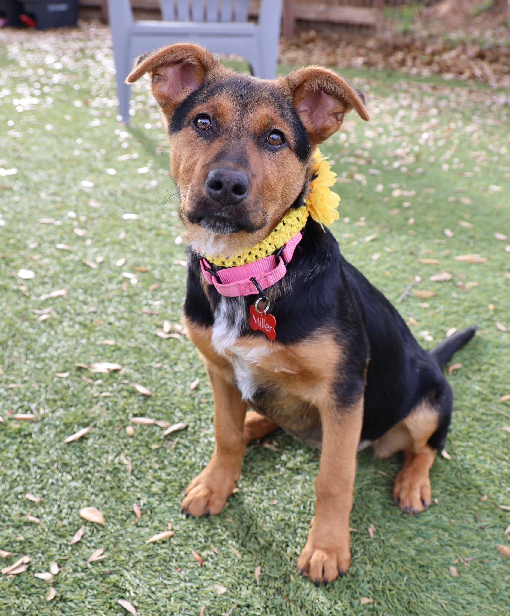 Enlarge Keely, an adopted mixed breed in Keller, TX image 2/5