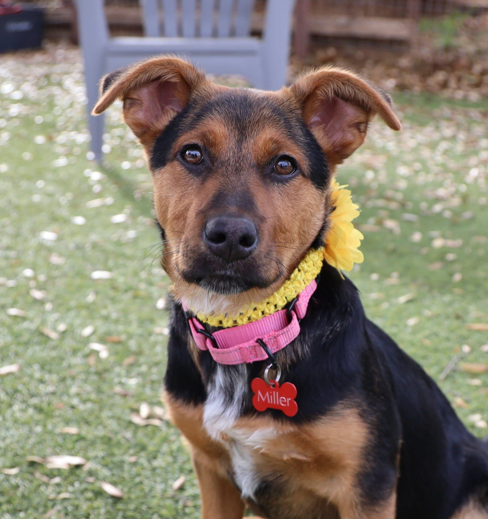 Enlarge Keely, an adopted mixed breed in Keller, TX image 3/5