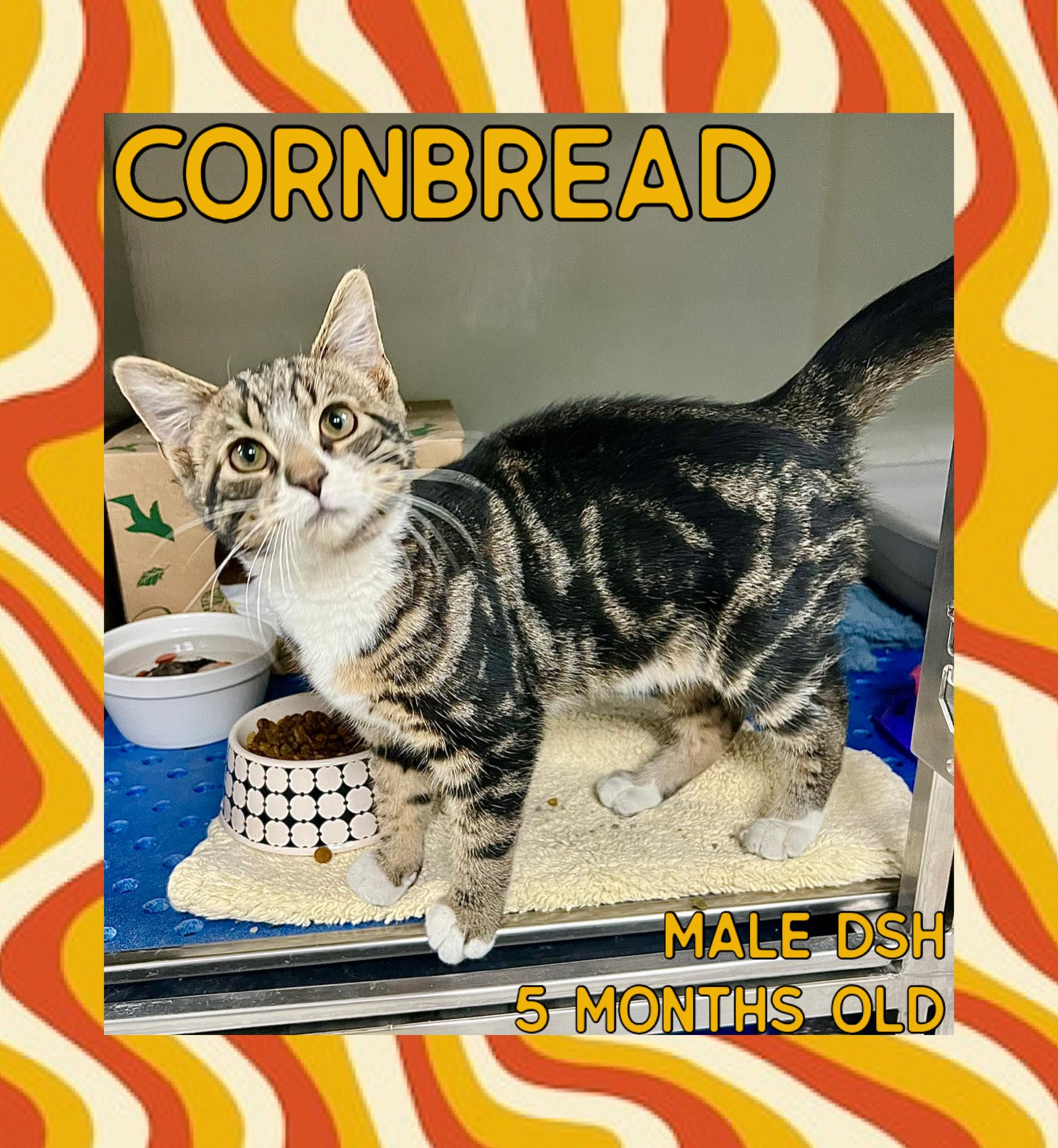 Cornbread , adopted, Kitten Male Domestic Short Hair.