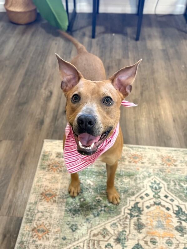 Sydney So Loving , a Adoptable mixed breed in Austin, TX image 1/6