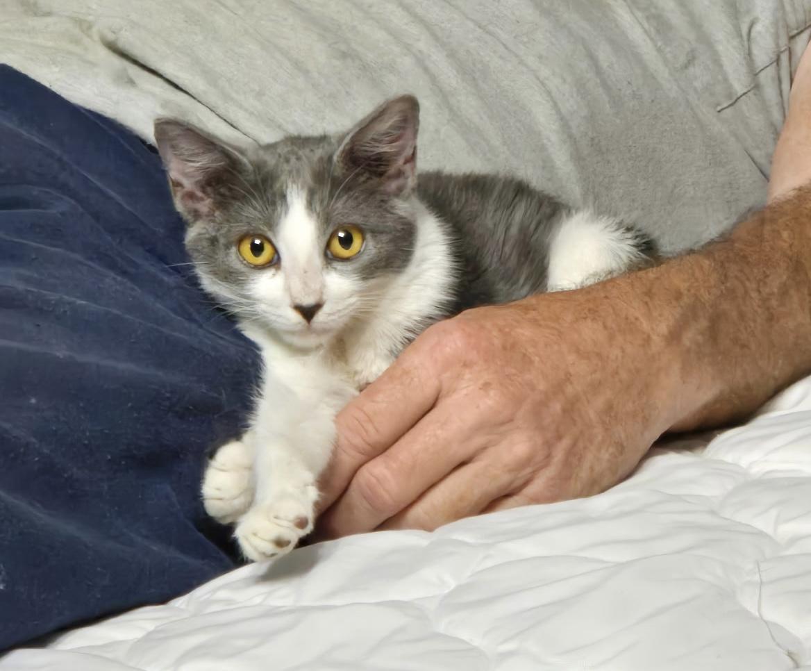 Smokey, Adoptable, Kitten Male Domestic Short Hair.