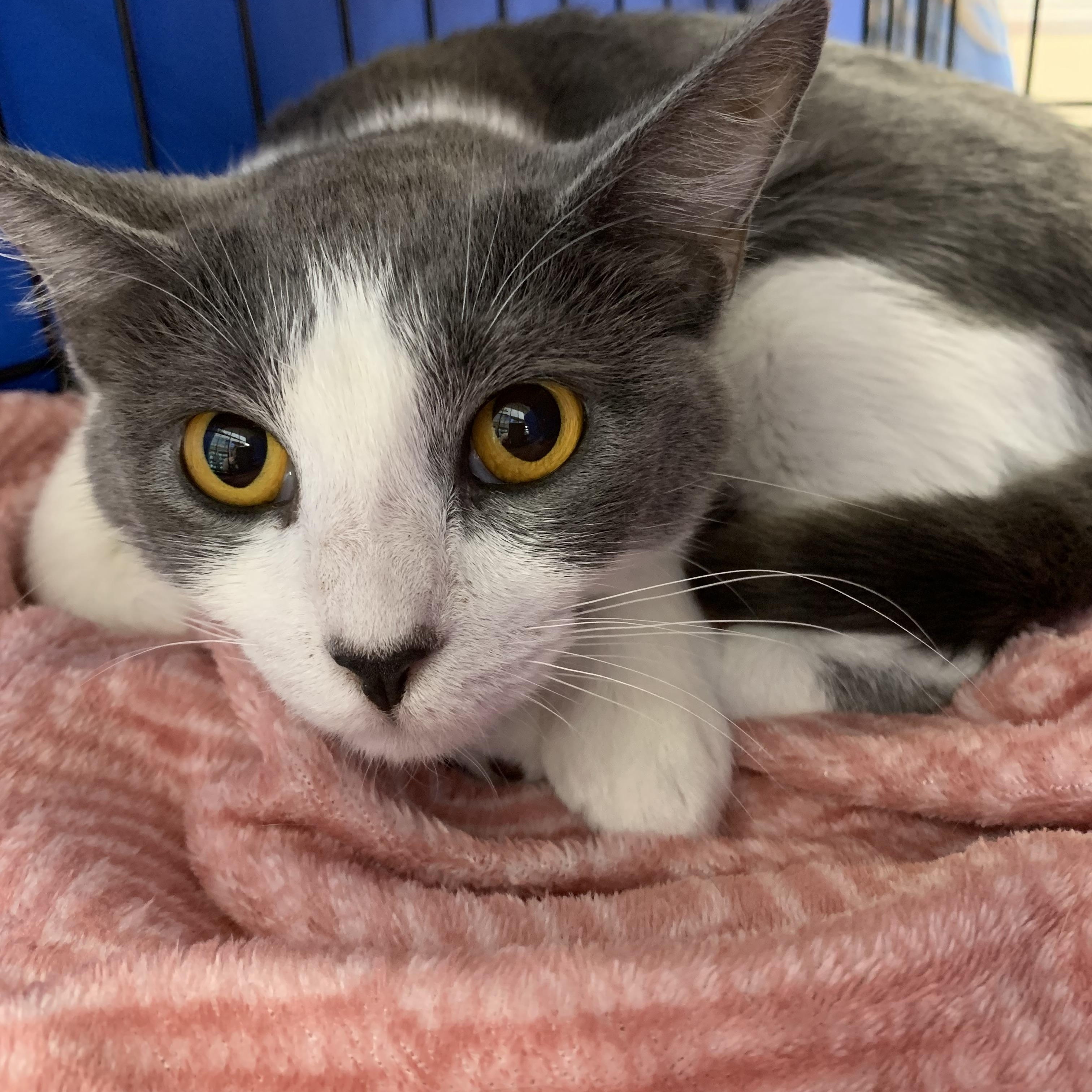 Enlarge Smokey, a Adoptable Domestic Short Hair in Huffman, TX image 3/4