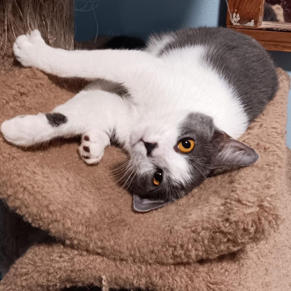 Smokey, Adoptable, Kitten Female Domestic Short Hair.