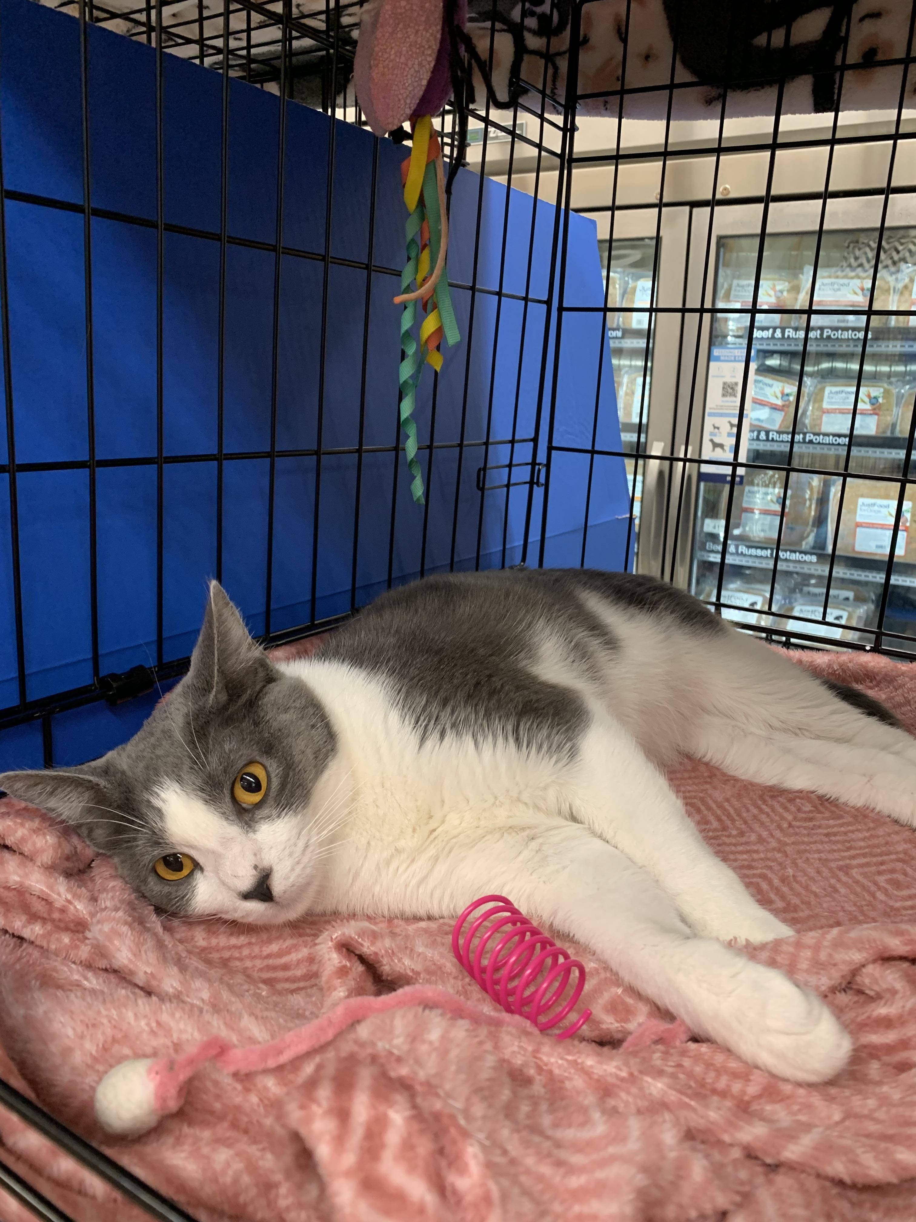 Enlarge Smokey, a Adoptable Domestic Short Hair in Huffman, TX image 2/5