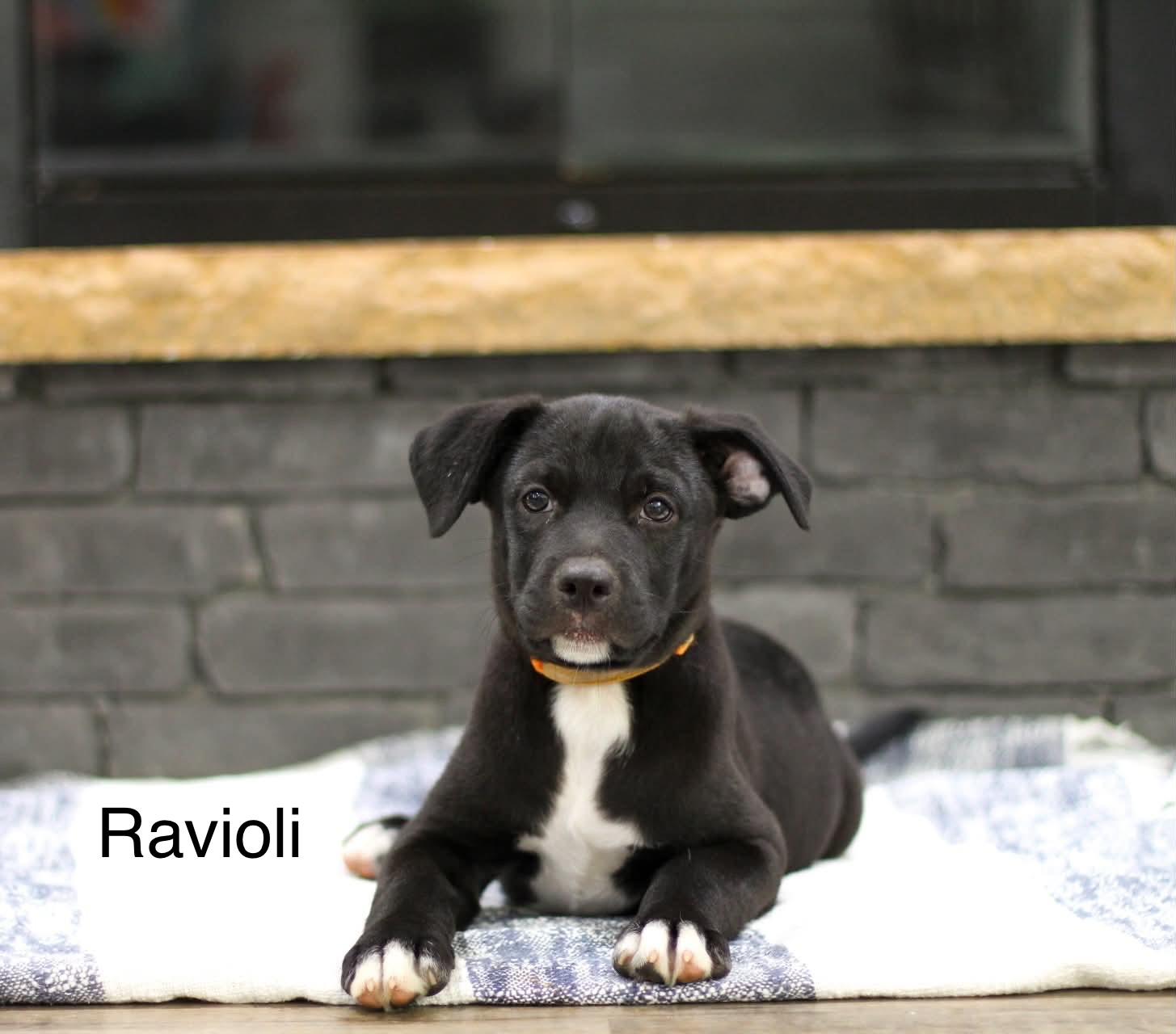 Ravioli, adopted, Puppy Male Mixed Breed.
