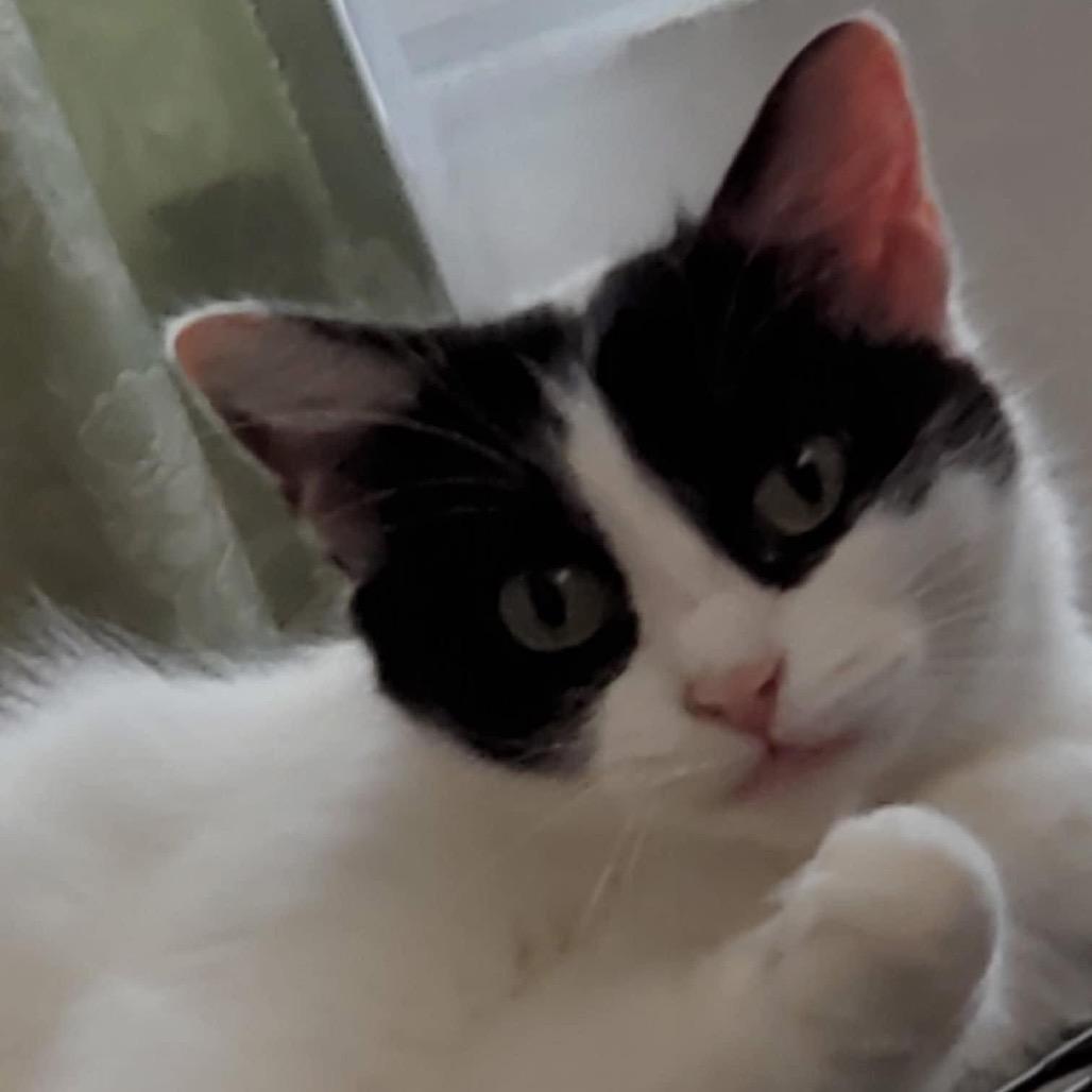 Rexy, Adoptable, Adult Female Domestic Long Hair & Ragdoll.