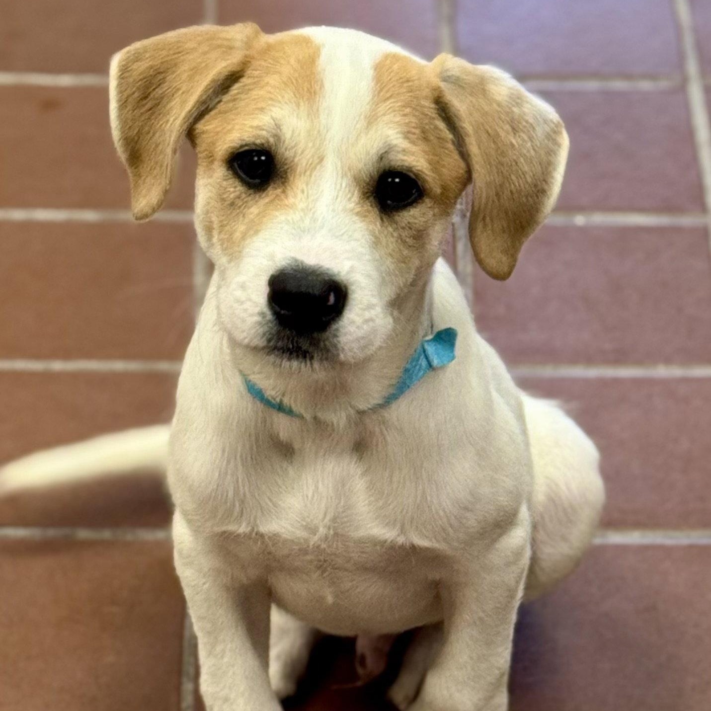 Leo, Adoptable, Puppy Male Wire Fox Terrier & Labrador Retriever.