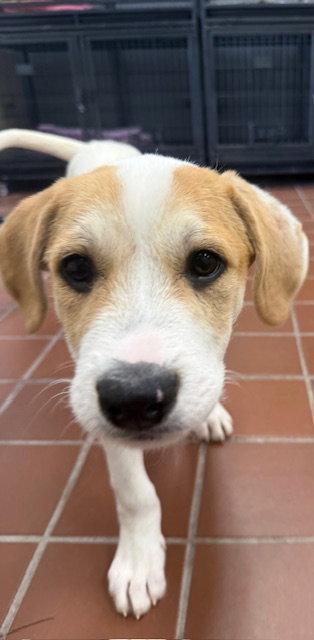 Enlarge Leo, a Adoptable mixed breed in Lake Hopatcong, NJ image 2/3