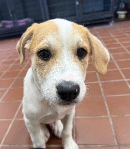 Enlarge Leo, a Adoptable mixed breed in Lake Hopatcong, NJ image 3/3