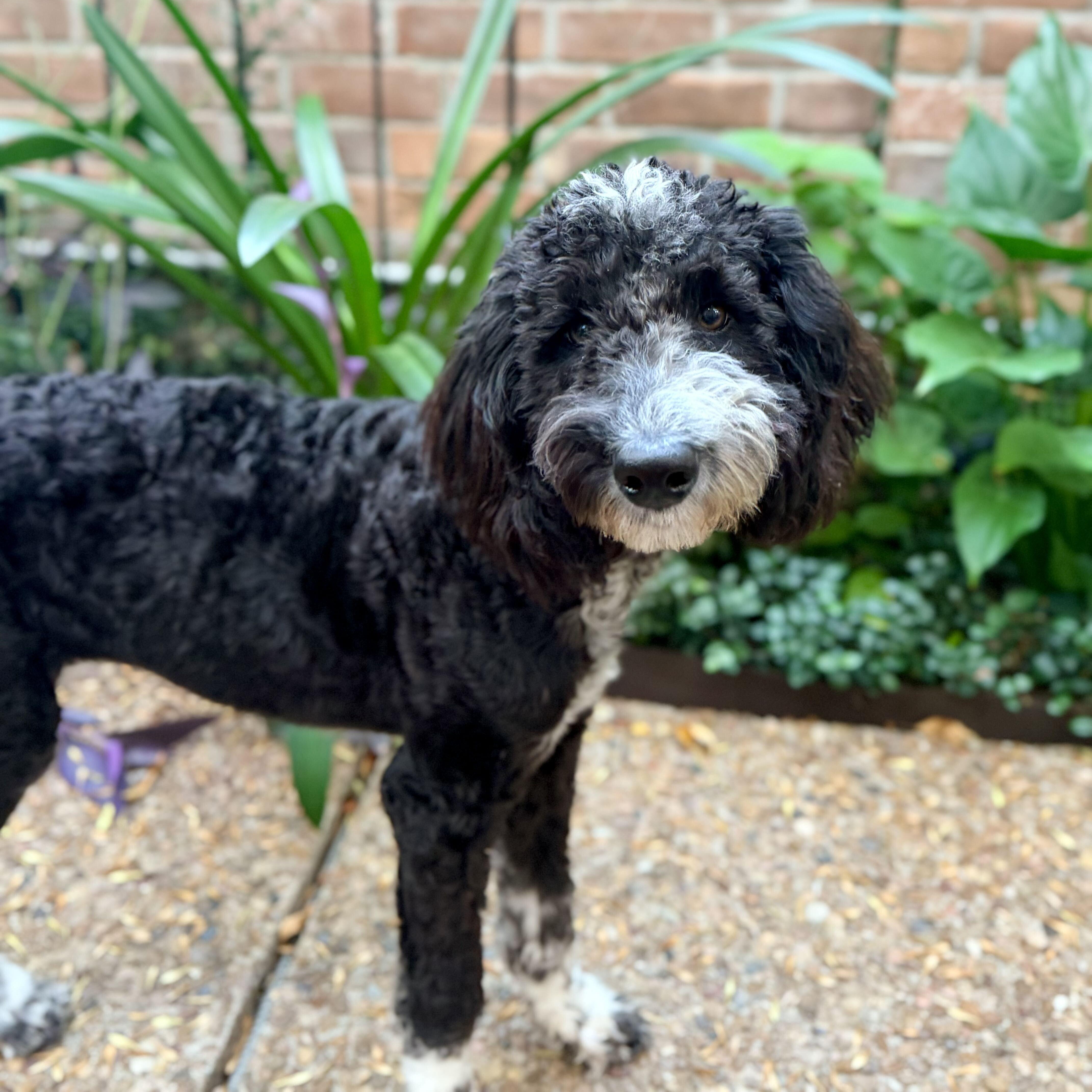 Enlarge Biscotti, a Adopted mixed breed in Houston, TX image 6/6