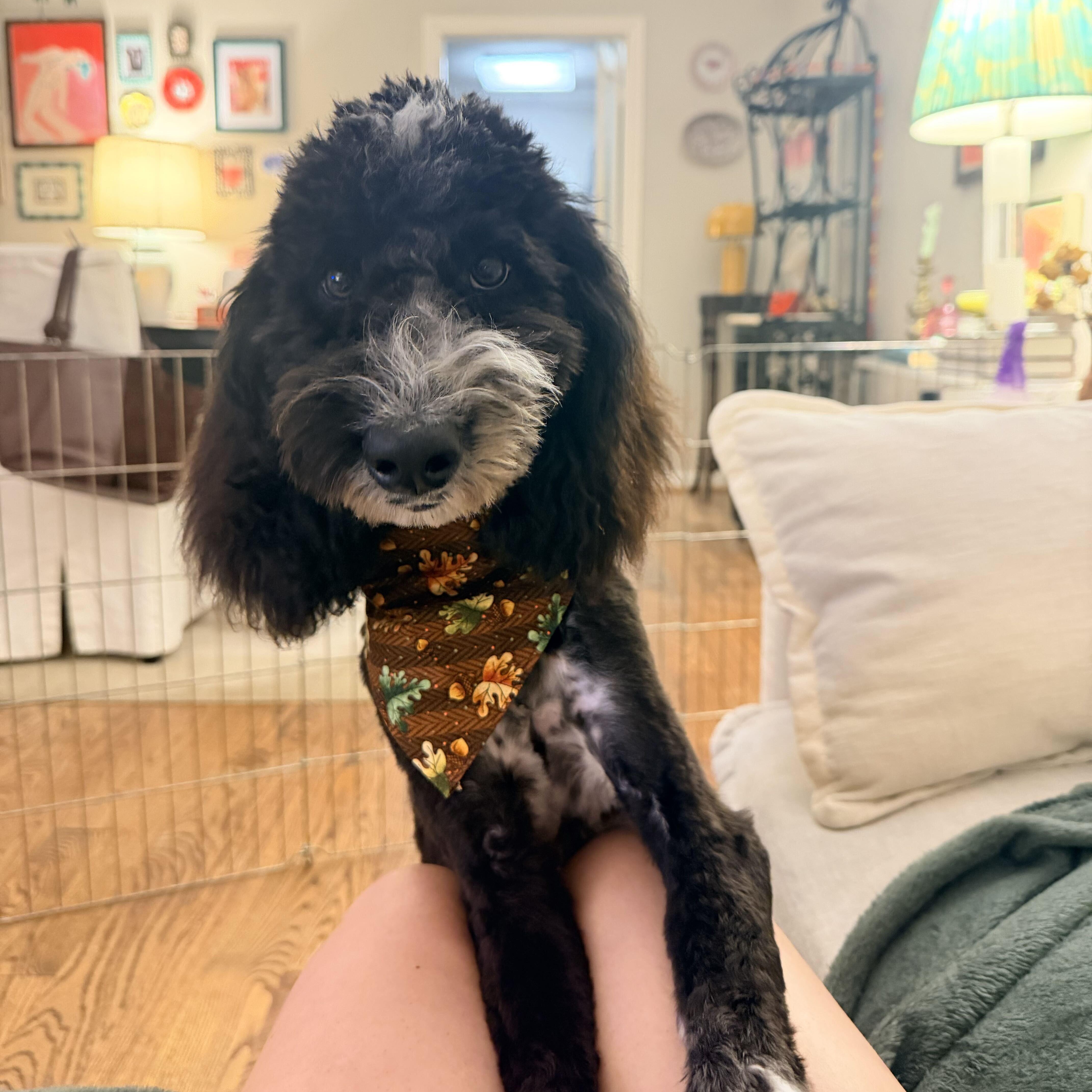 Enlarge Biscotti, a Adopted mixed breed in Houston, TX image 2/6