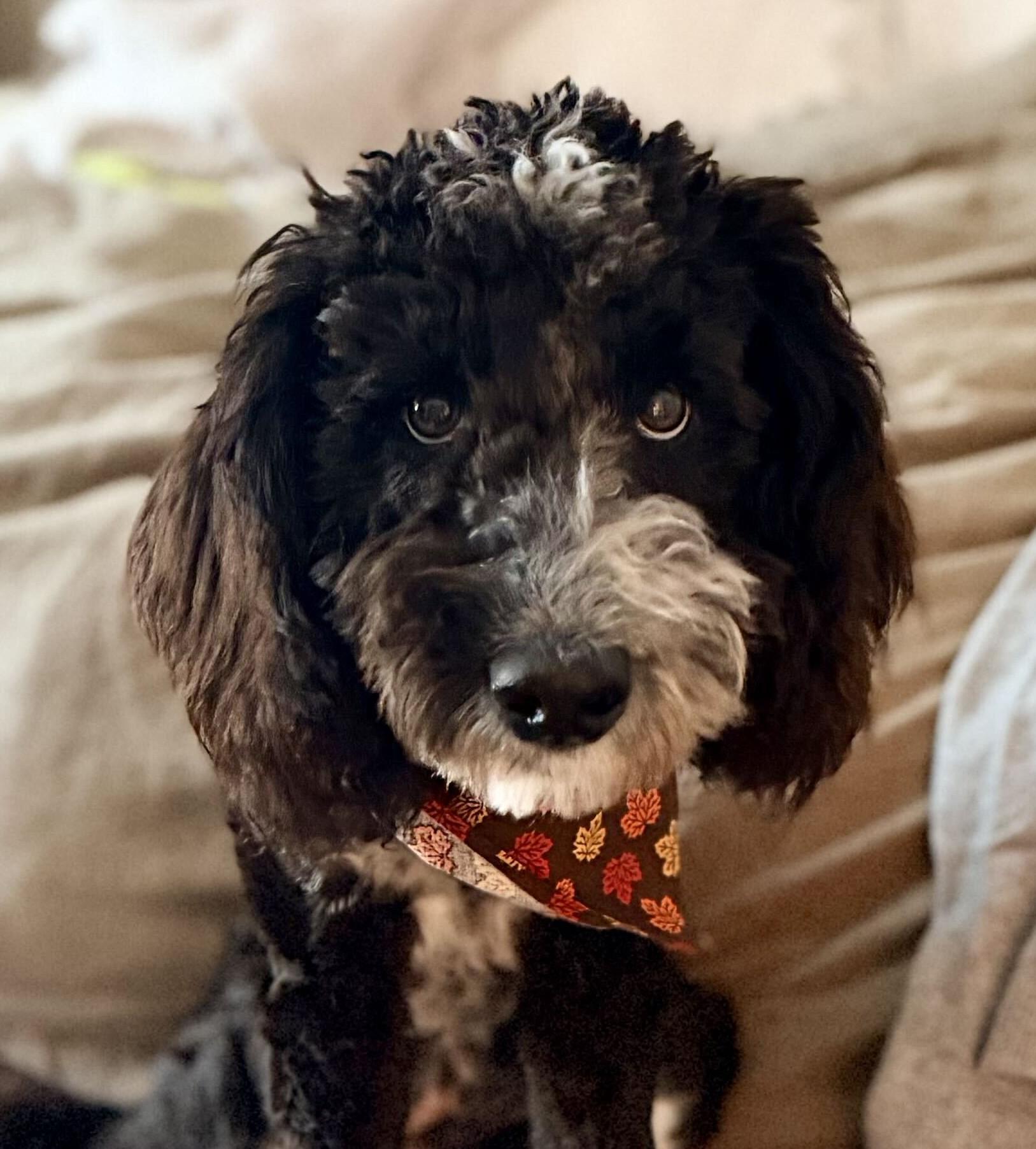 Biscotti, Adopted, Puppy Female Aussiedoodle.