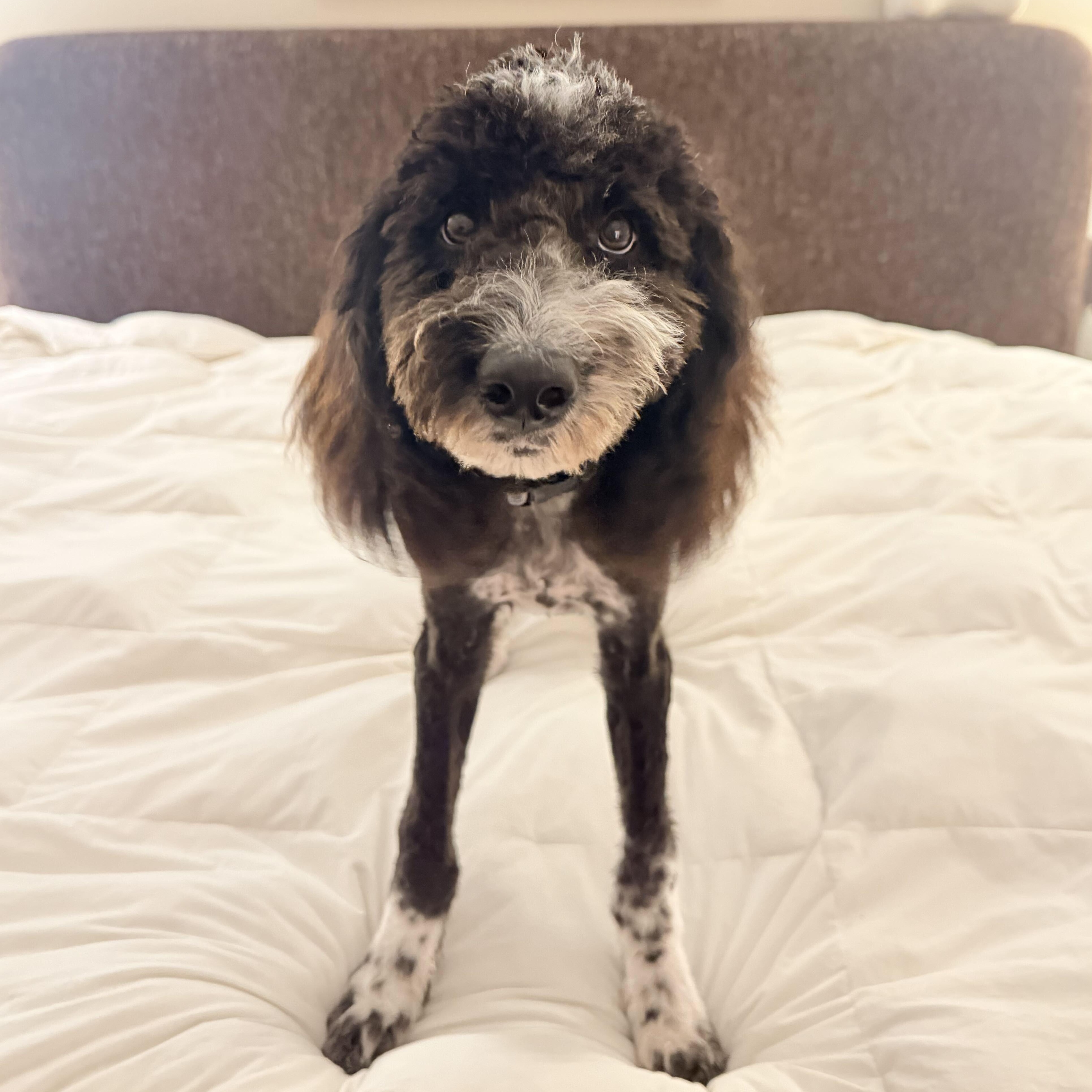 Enlarge Biscotti, a Adopted mixed breed in Houston, TX image 3/6