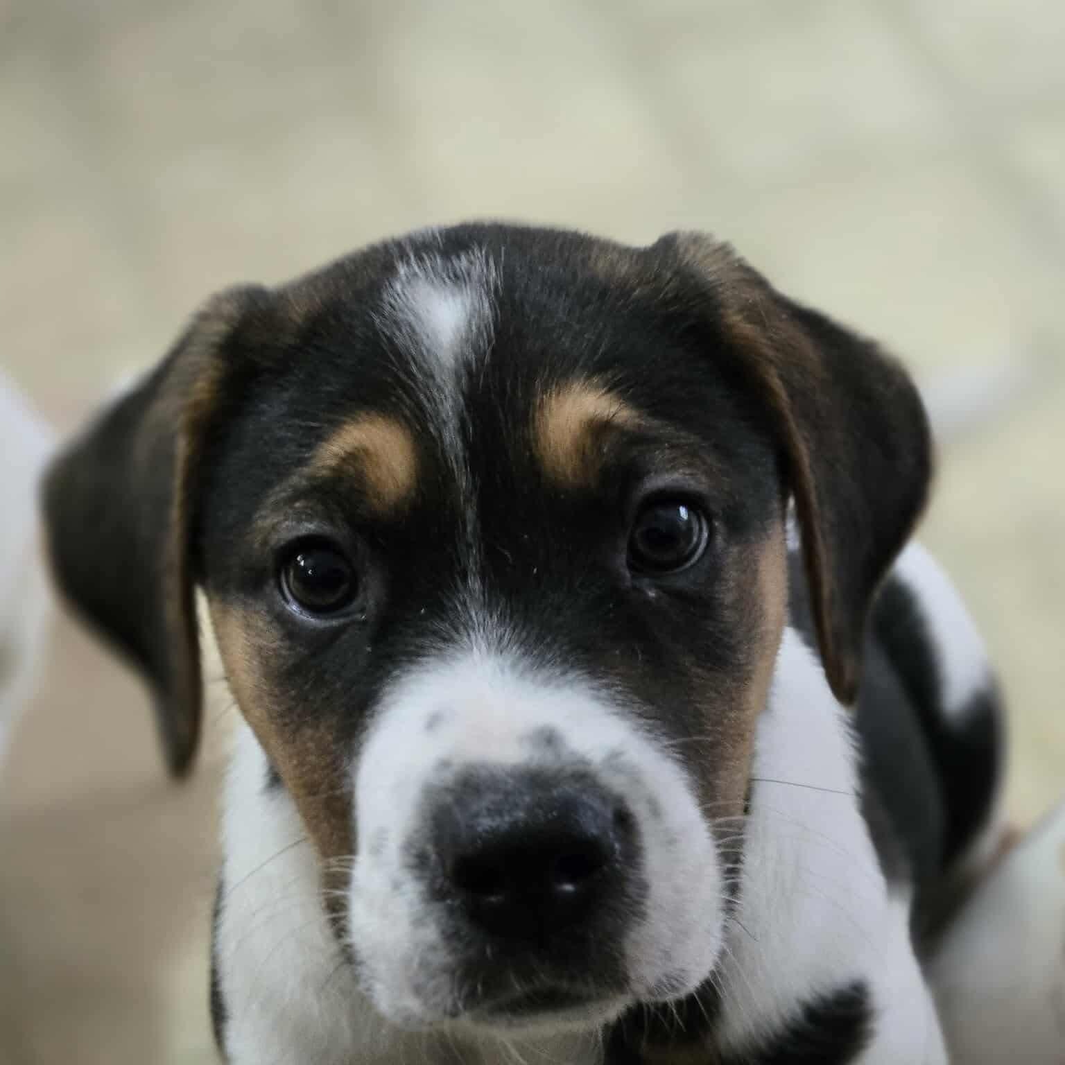 Friday, an adoptable Boxer in Winnipeg, MB, R2C 1P2 | Photo Image 5