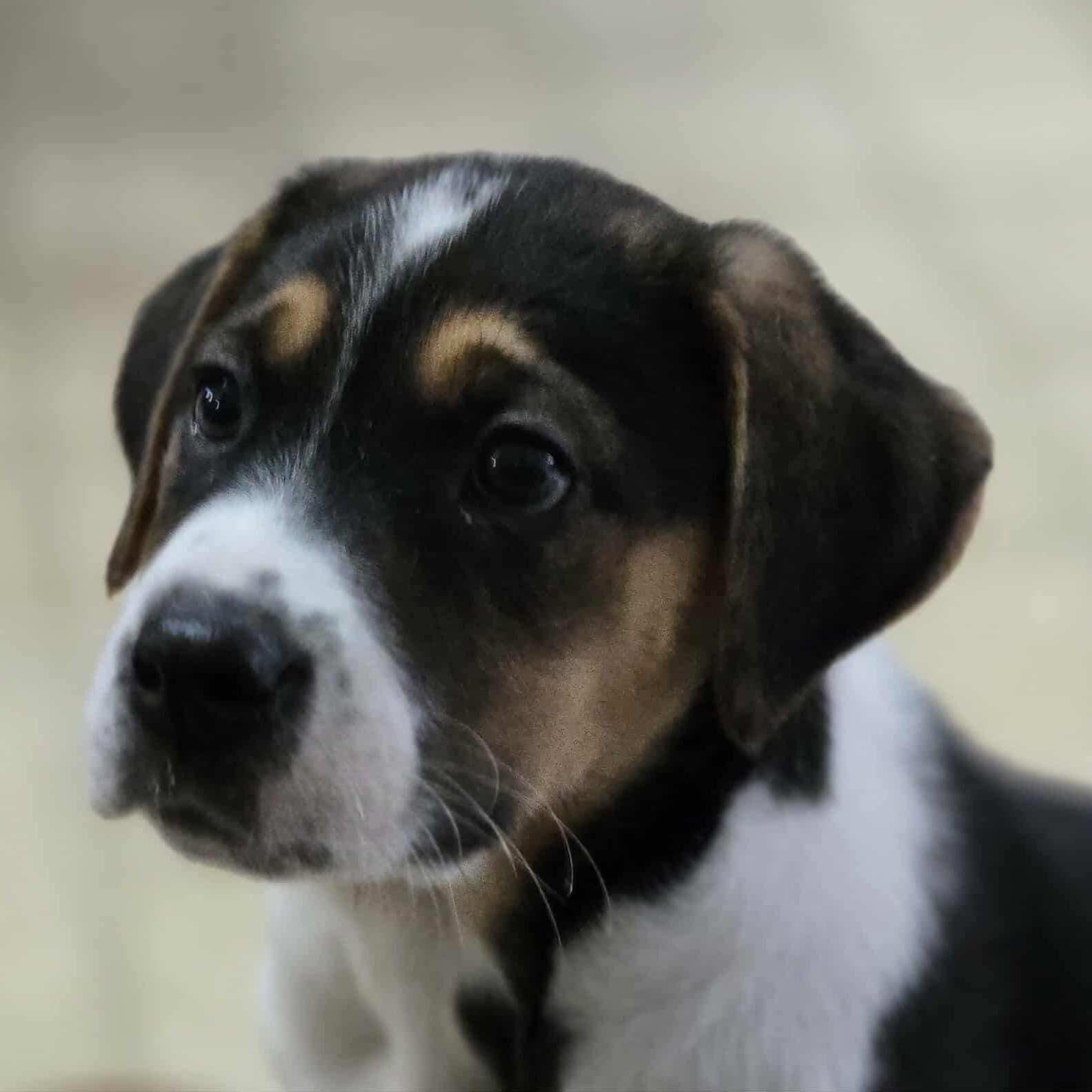 Friday, an adoptable Boxer in Winnipeg, MB, R2C 1P2 | Photo Image 4