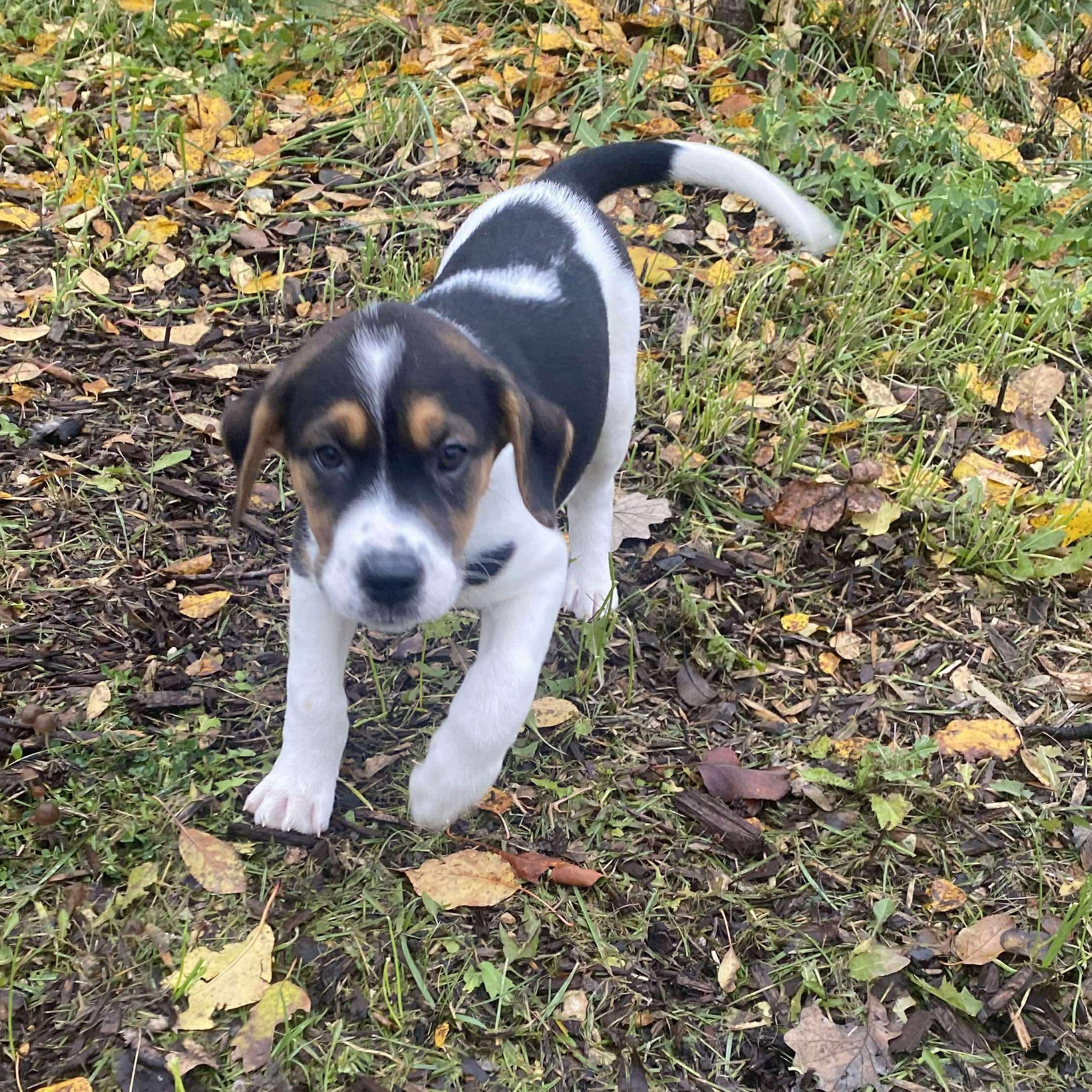 Friday, an adoptable Boxer in Winnipeg, MB, R2C 1P2 | Photo Image 3