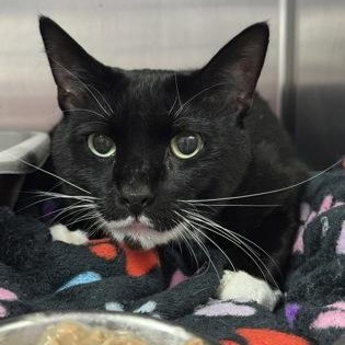 Hamilton, Adopted, Adult Male Domestic Short Hair.