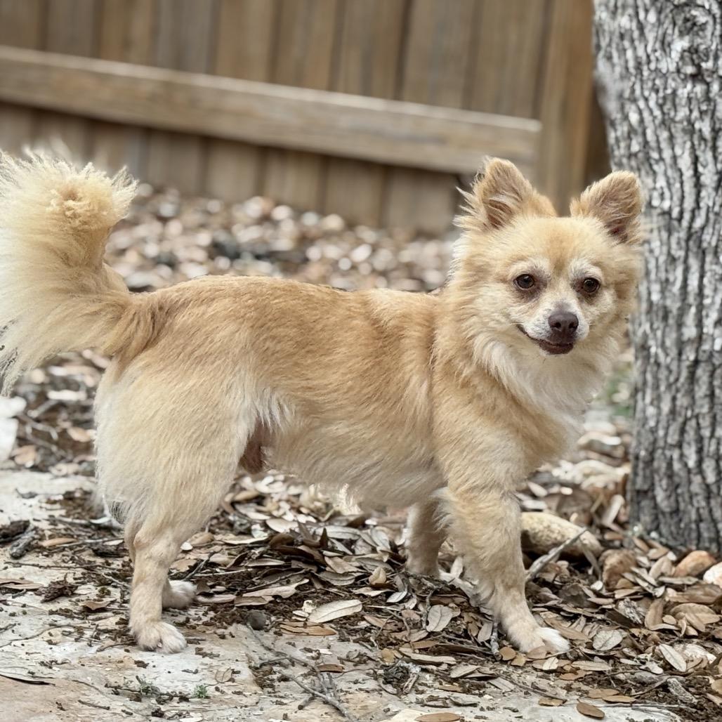 Enlarge Liam, an adopted mixed breed in San Antonio, TX image 3/6