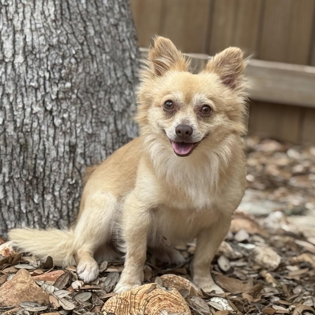 Enlarge Liam, an adopted mixed breed in San Antonio, TX image 4/6