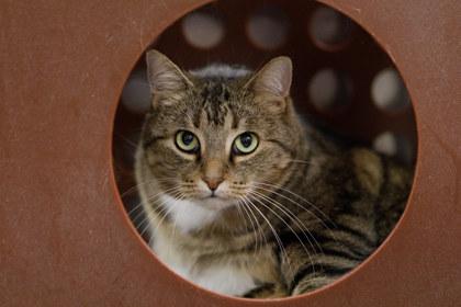 Enlarge Tammie, a Adoptable mixed breed in Golden Valley, MN image 1/1