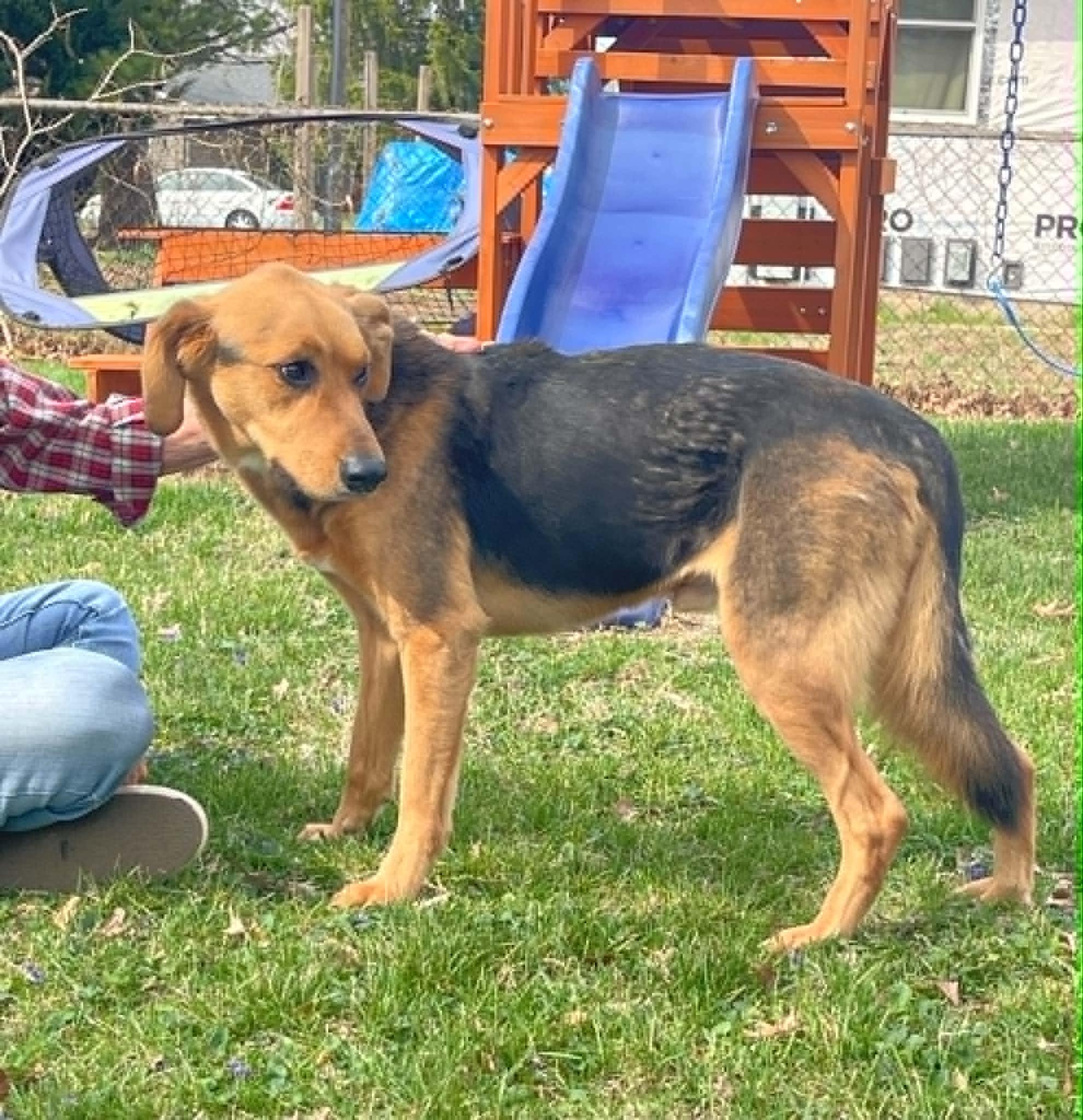 Eight Ball, a ADOPTABLE Treeing Walker Coonhound in Springfield, IL image 2/3