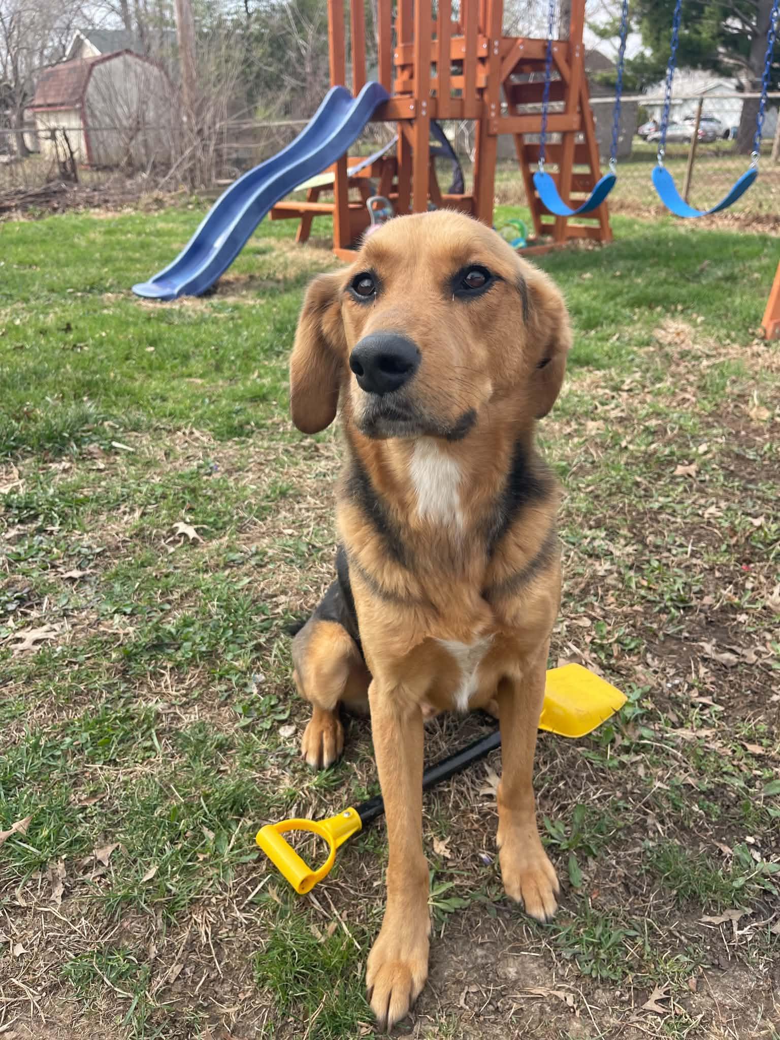 Eight Ball, a ADOPTABLE Treeing Walker Coonhound in Springfield, IL image 1/3
