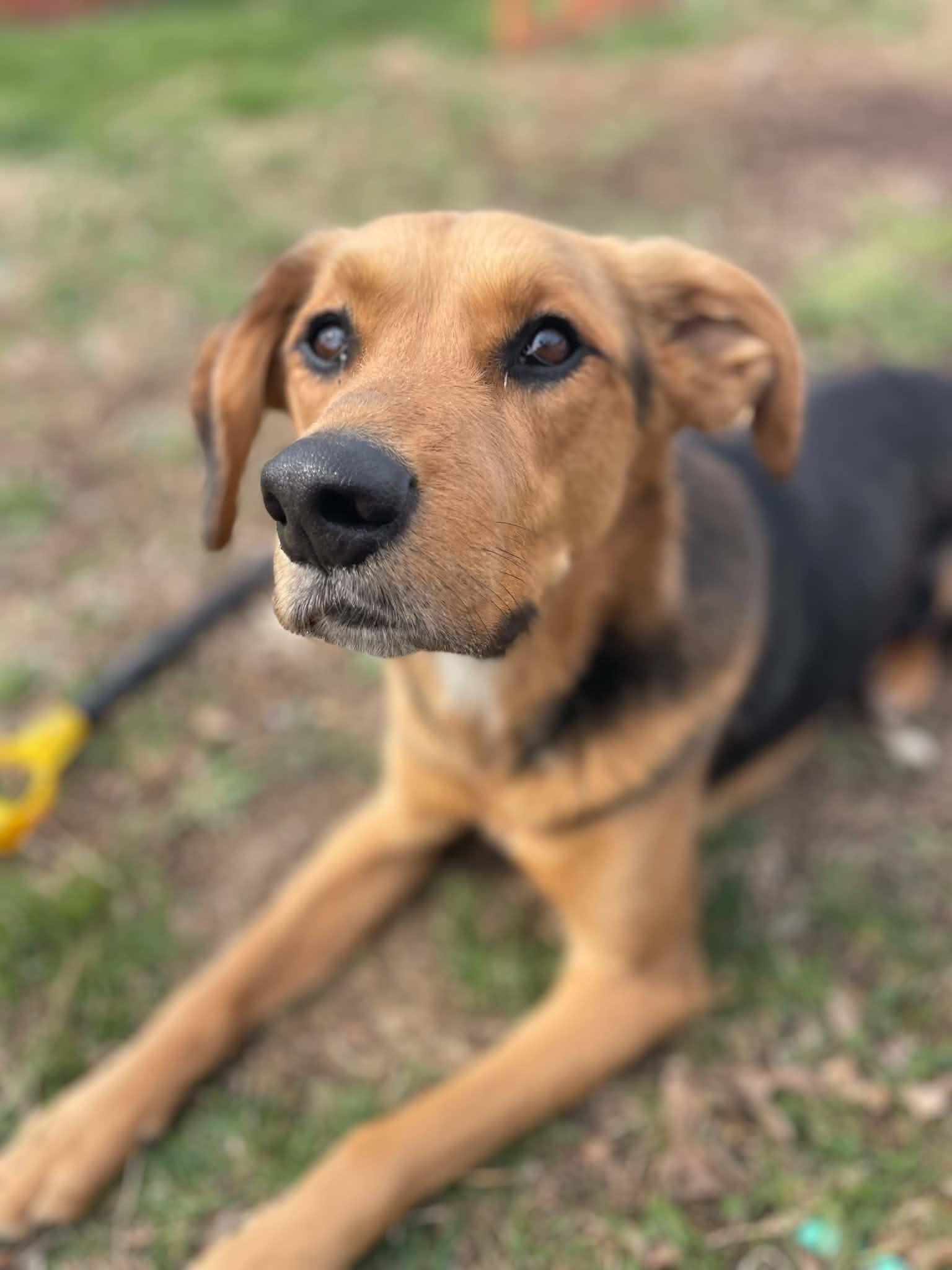 Eight Ball, a ADOPTABLE Treeing Walker Coonhound in Springfield, IL image 3/3