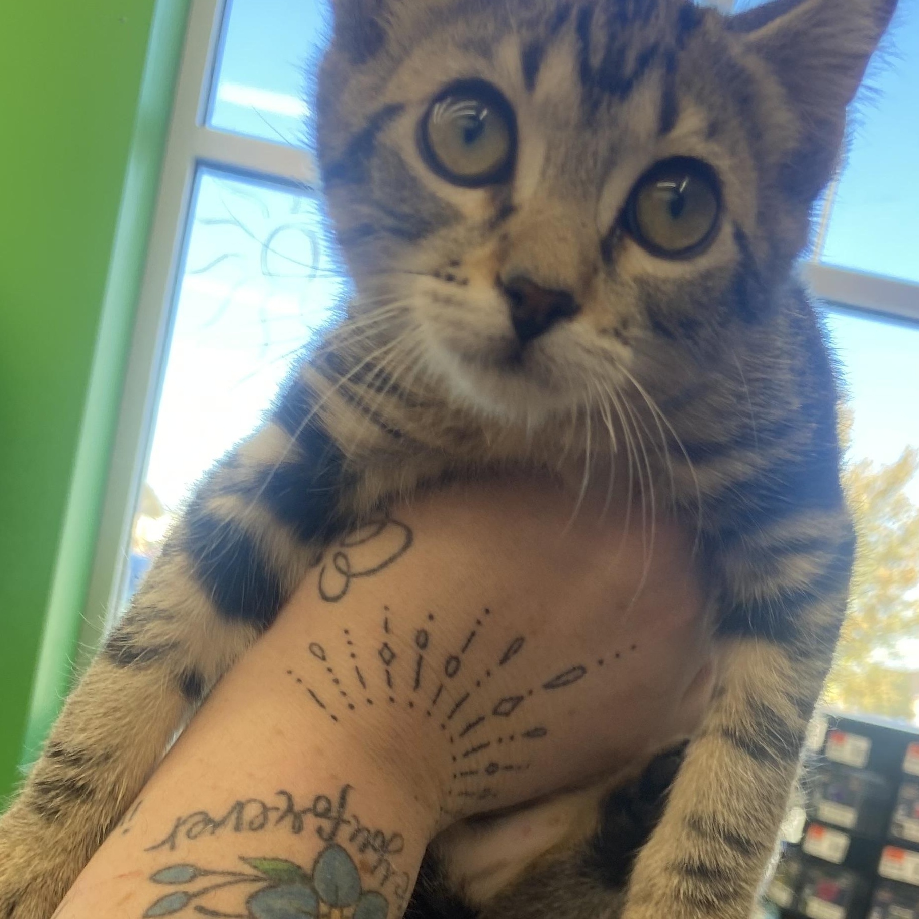 Marlene, Adoptable, Young Female Domestic Short Hair.