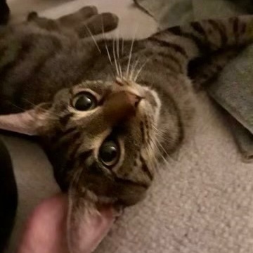Sir Teddy T. Waffles (AKA Tur) 3