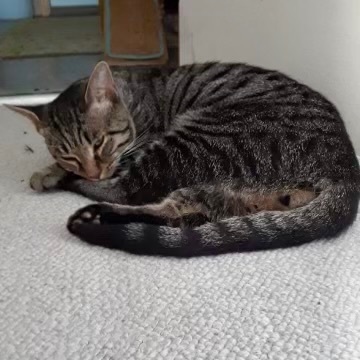 Sir Teddy T. Waffles (AKA Tur) 4