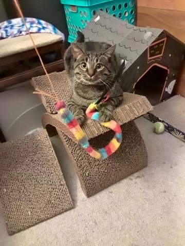 Sir Teddy T. Waffles (AKA Tur) 5