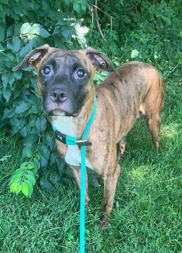 Enlarge Boo (in a FOSTER home), a Adoptable mixed breed in Springfield, IL image 3/3