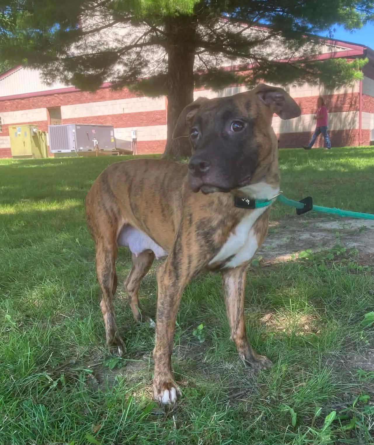 Boo (in a FOSTER home), Adoptable, Adult Female Pit Bull Terrier.