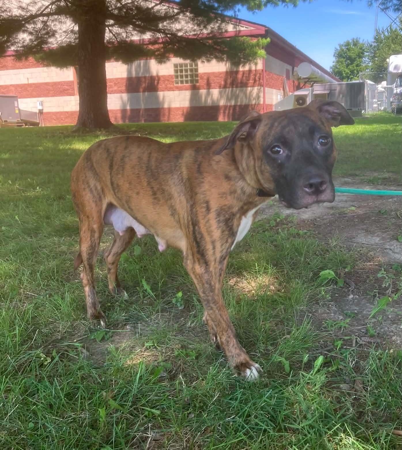 Enlarge Boo (in a FOSTER home), a Adoptable mixed breed in Springfield, IL image 2/3