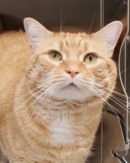 Chris P Bacon — thumbnail 2