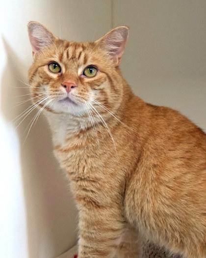 Chris P Bacon — thumbnail 3