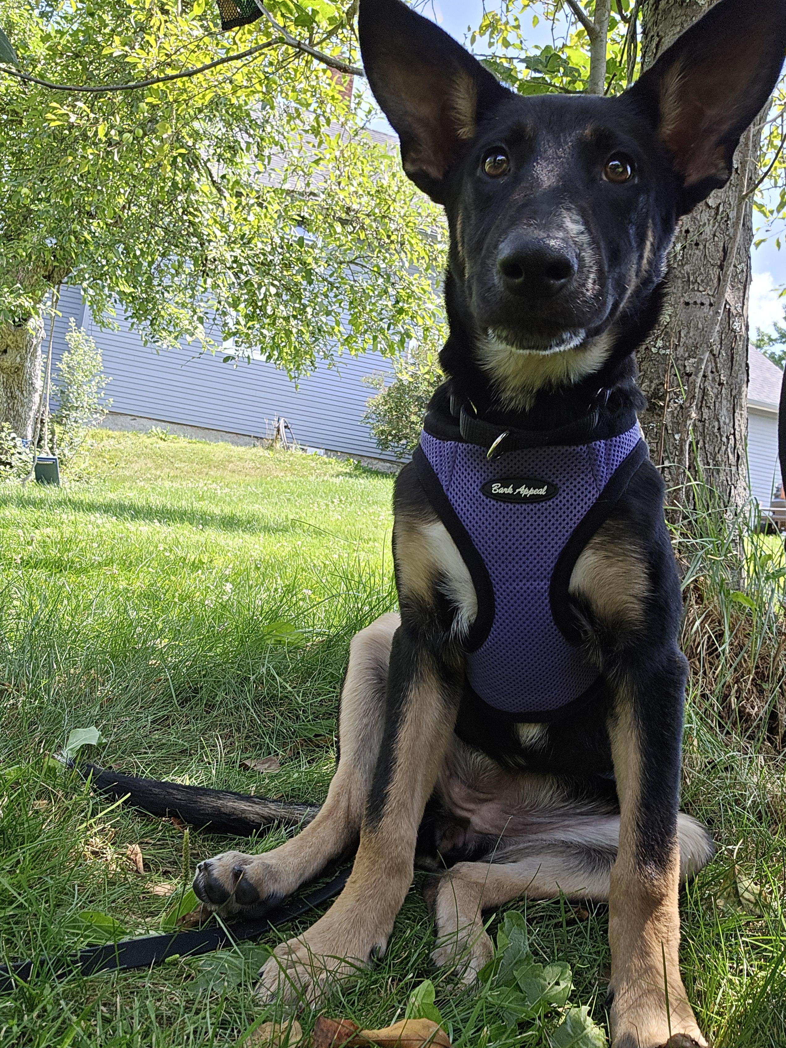 Lily, an adopted mixed breed in Windsor , ME image 3/5
