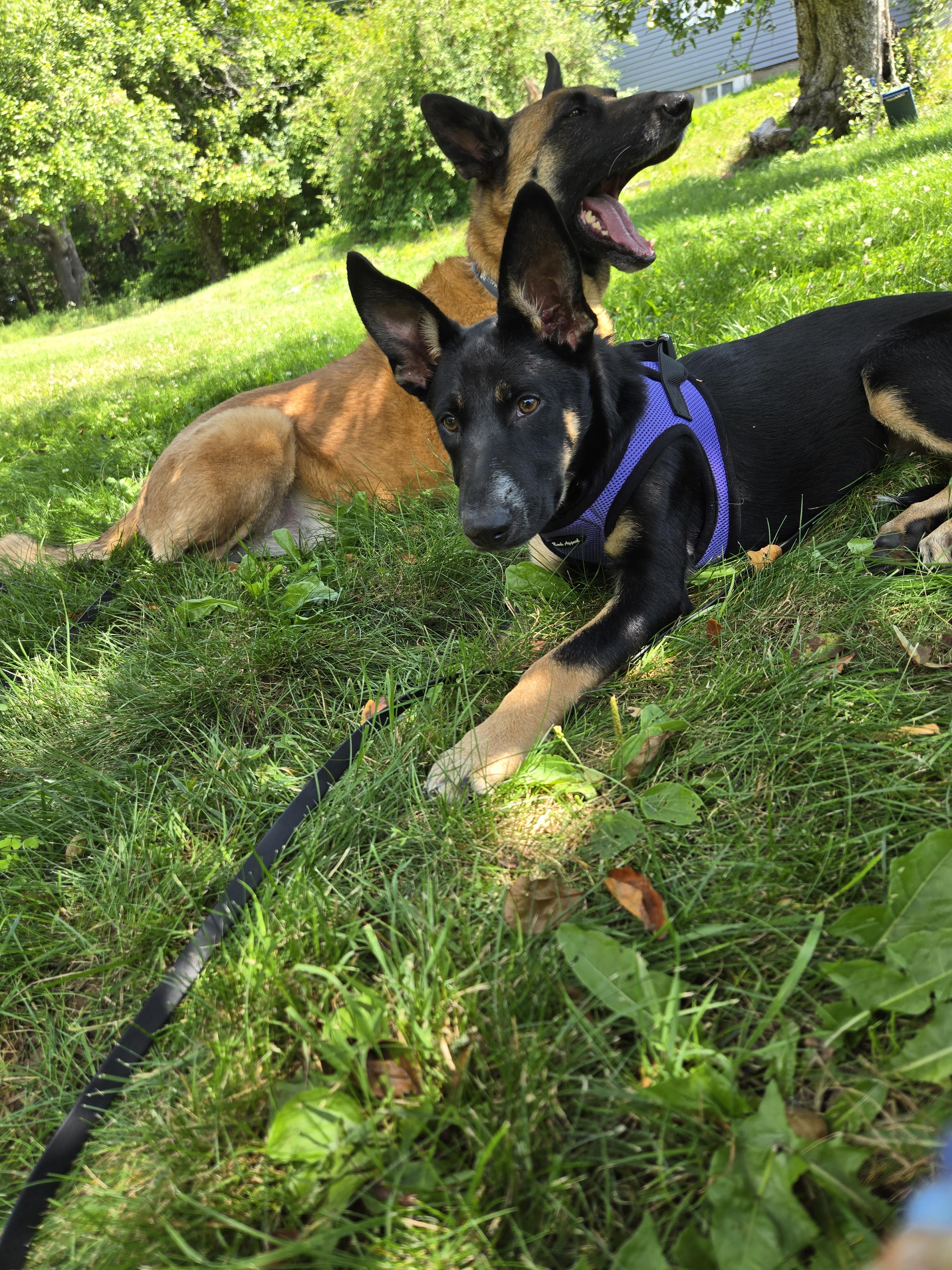Lily, an adopted mixed breed in Windsor , ME image 2/5