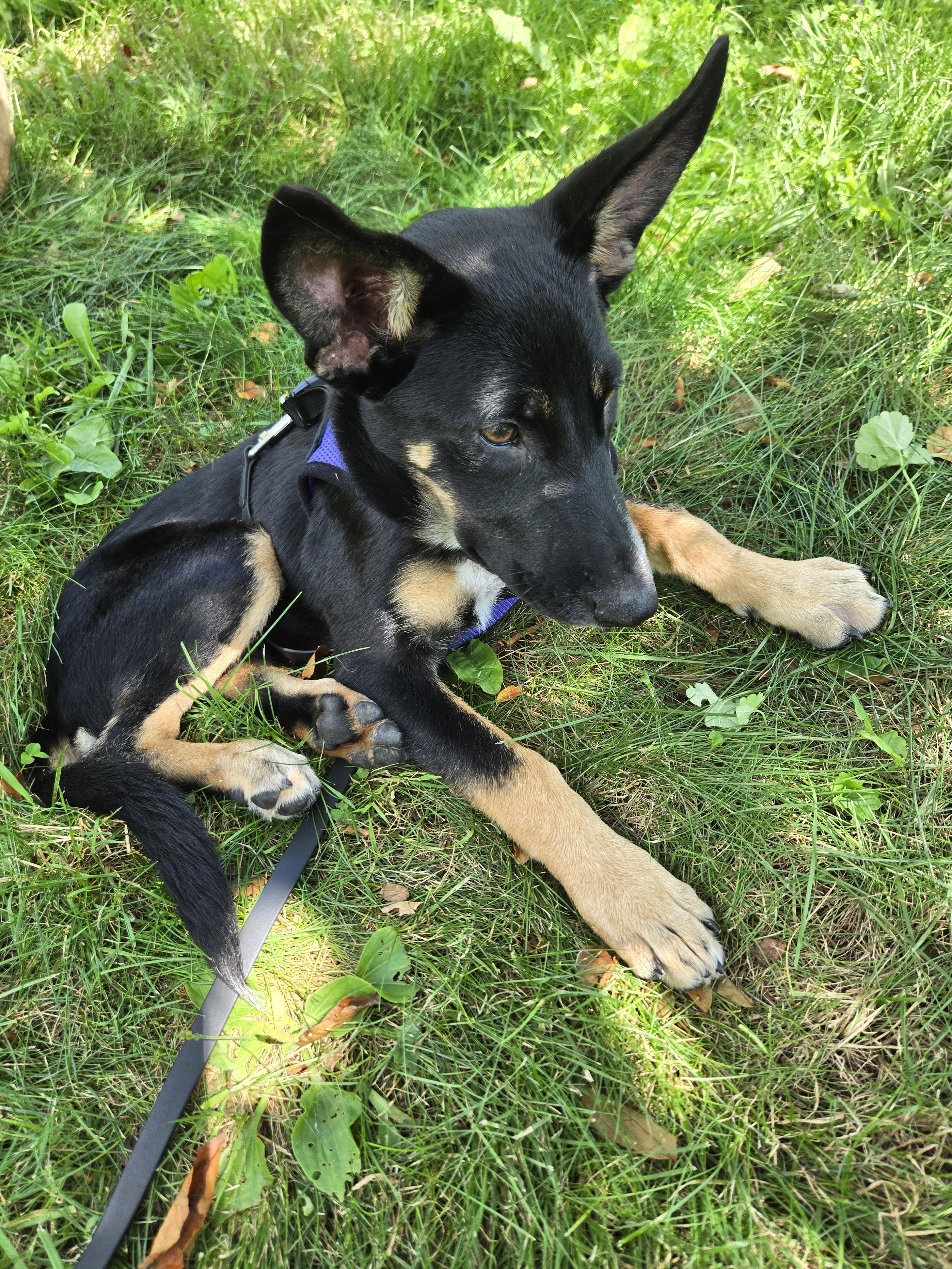 Lily, an adopted mixed breed in Windsor , ME image 5/5