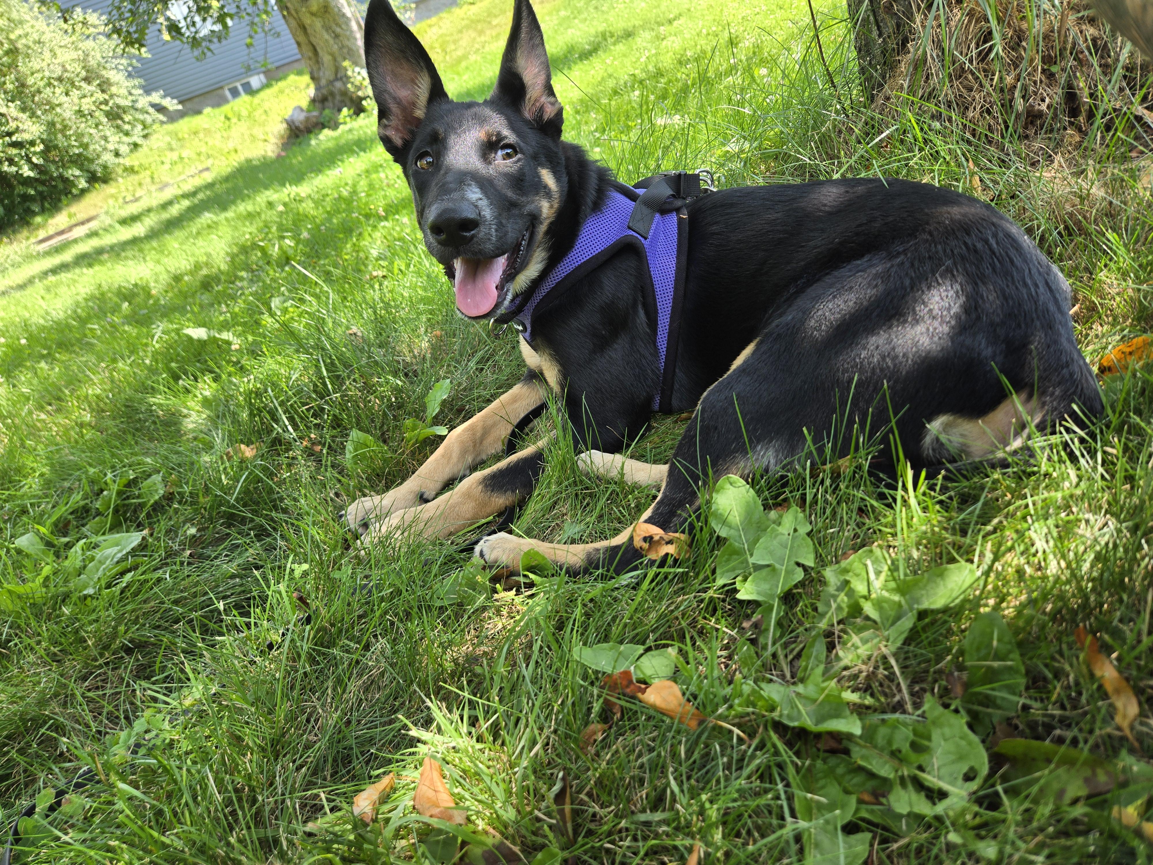 Lily, an adopted mixed breed in Windsor , ME image 4/5