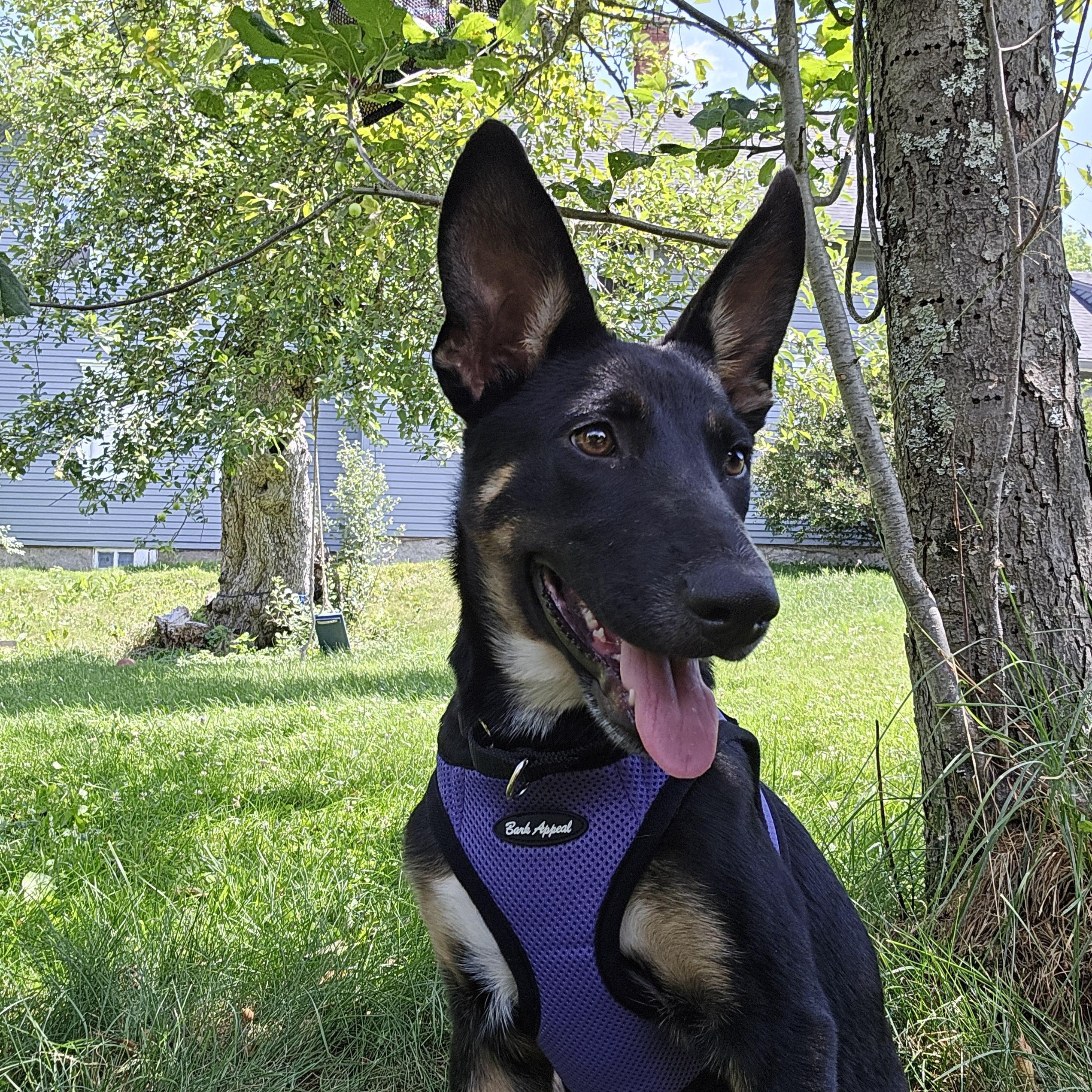 Lily, adopted, Puppy Female German Shepherd Dog.