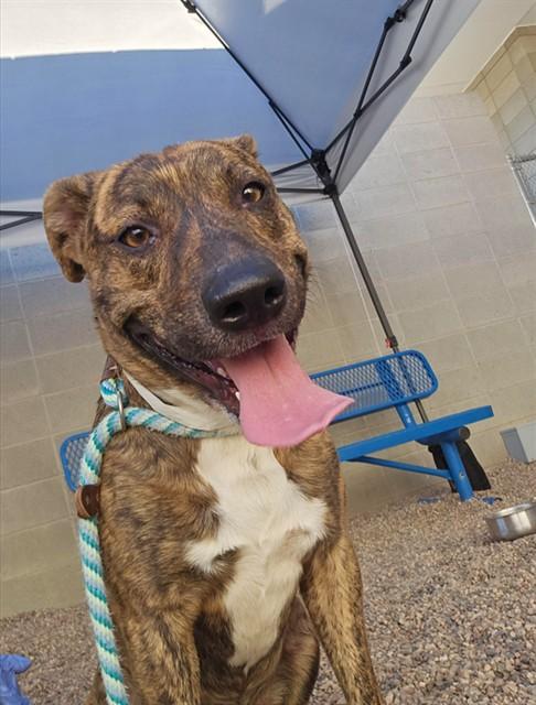 KALICO, Adoptable, Young Male Pit Bull Terrier & Mixed Breed.