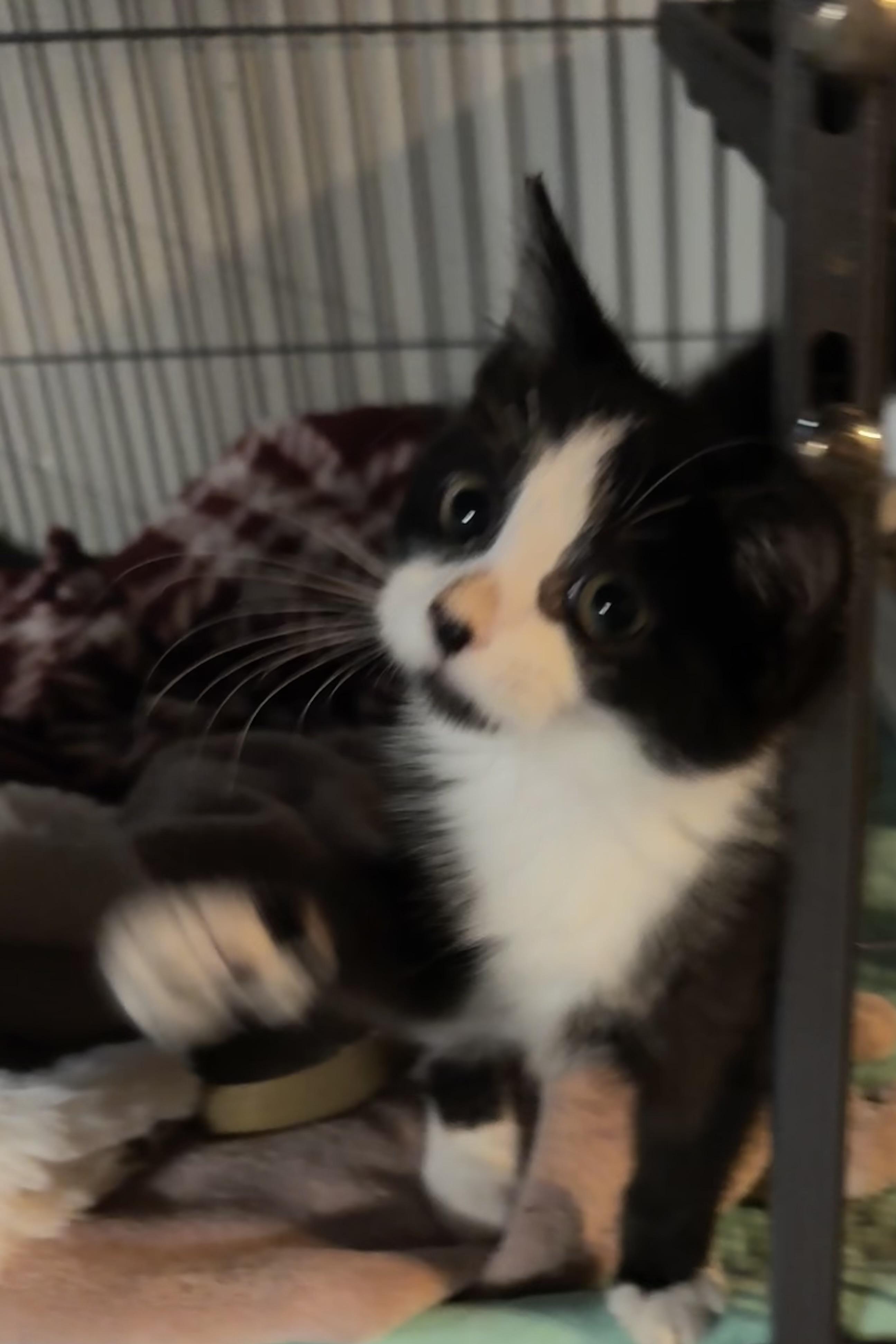 Enlarge Tammy, a Adopted Tuxedo in Saginaw, MI image 4/4
