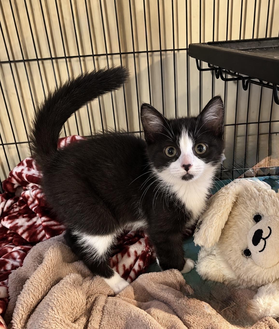 Tammy, Adopted, Kitten Female Tuxedo.