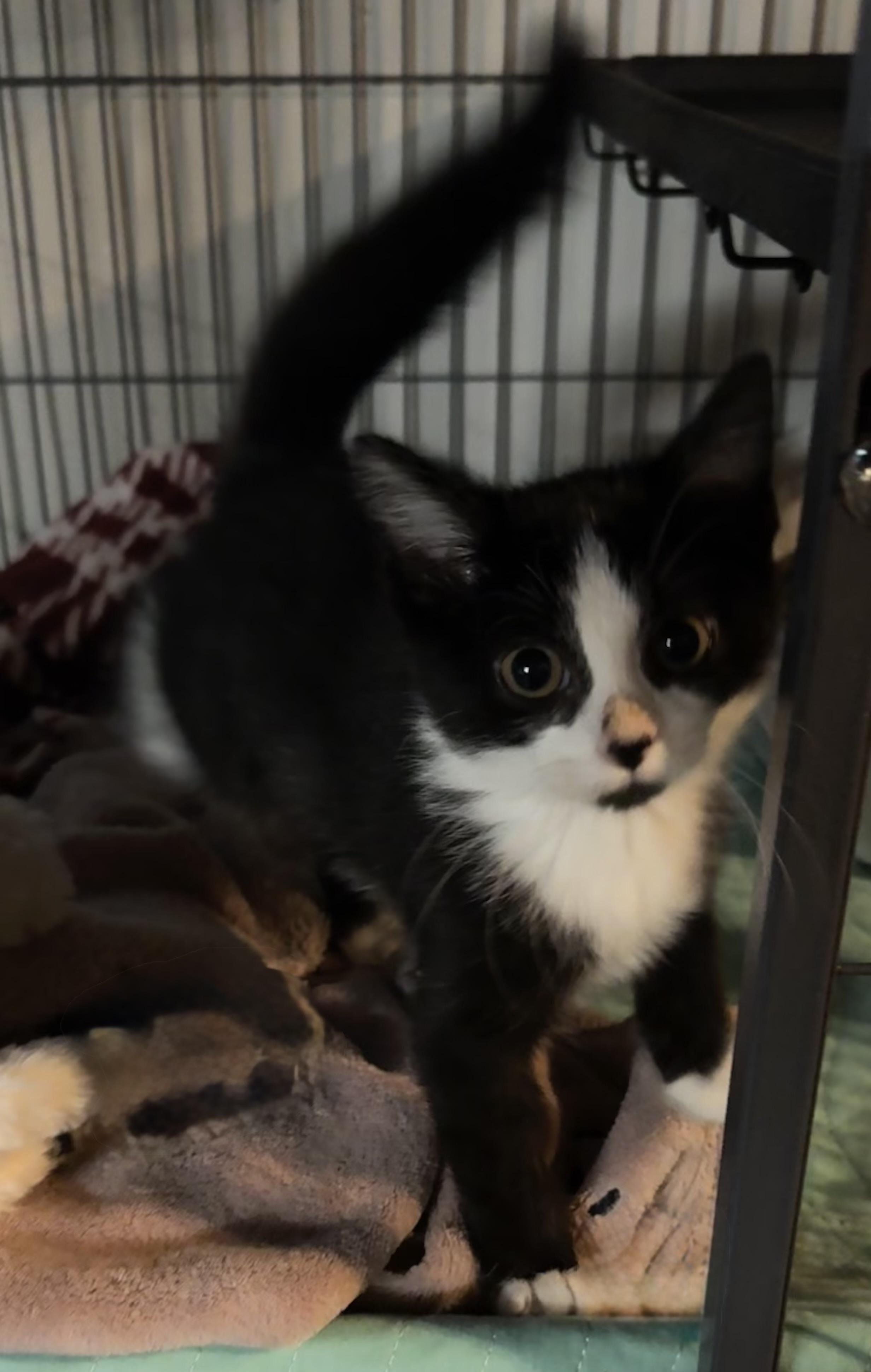 Enlarge Tammy, a Adopted Tuxedo in Saginaw, MI image 3/4