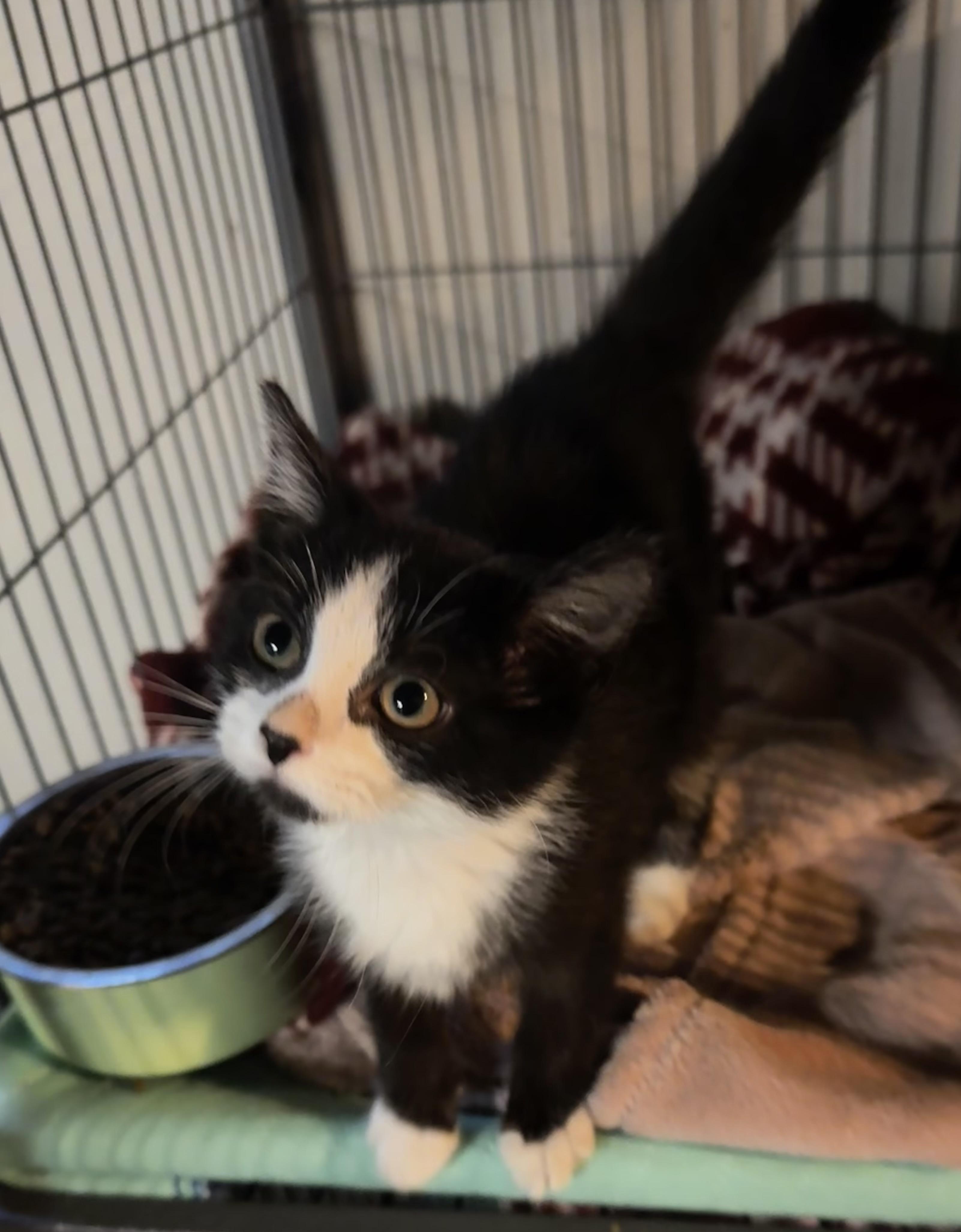 Enlarge Tammy, a Adopted Tuxedo in Saginaw, MI image 2/4