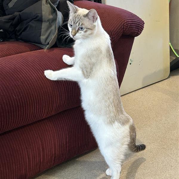 Enlarge Sizzle with Indie, a Adoptable Domestic Short Hair in Manchester, CT image 1/6
