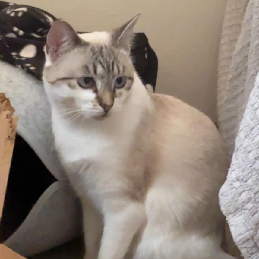 Enlarge Sizzle with Indie, a Adoptable Domestic Short Hair in Manchester, CT image 2/6