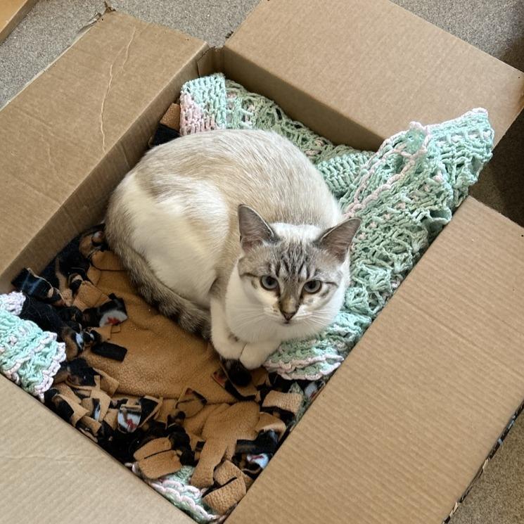 Enlarge Sizzle with Indie, a Adoptable Domestic Short Hair in Manchester, CT image 3/6
