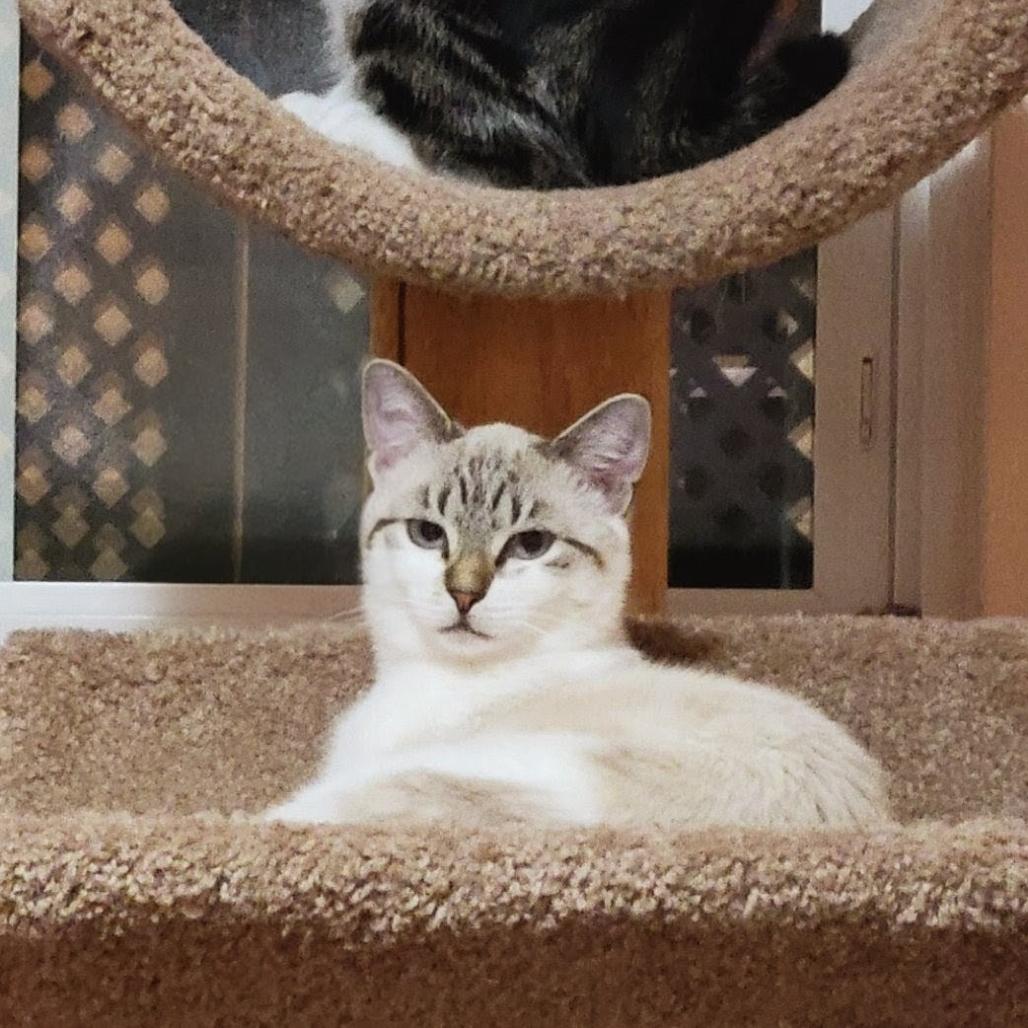 Enlarge Sizzle with Indie, a Adoptable Domestic Short Hair in Manchester, CT image 6/6